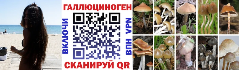 дарнет шоп  Анадырь  Псилоцибиновые грибы GOLDEN TEACHER 